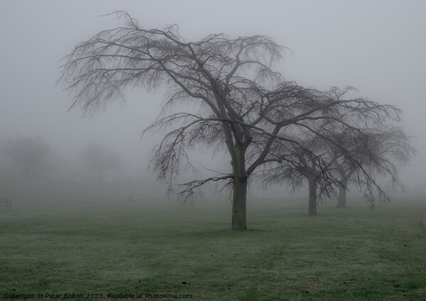 Trees in the mist at Thorpe Bay, Essex, UK. Picture Board by Peter Bolton