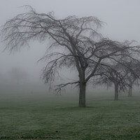 Buy canvas prints of Trees in the mist at Thorpe Bay, Essex, UK. by Peter Bolton