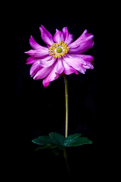 'Anenome' Single flower with stalk against a black Picture Board by Peter Bolton