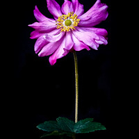 Buy canvas prints of 'Anenome' Single flower with stalk against a black by Peter Bolton