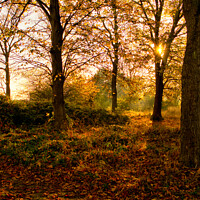 Buy canvas prints of Autumns Golden Glow by Peter Bolton