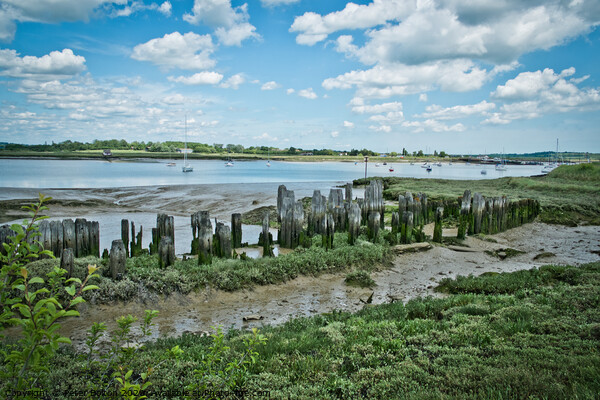 Ancient remains of fishing traps and a jetty at Fambridge on the River Crouch, Essex, UK.  Picture Board by Peter Bolton