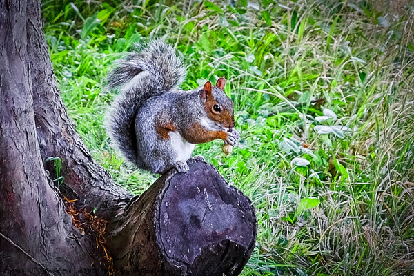 A Grey Squirrel (Sciurus carolinesis) standing on tree trunk with a nut in its paws. Picture Board by Peter Bolton