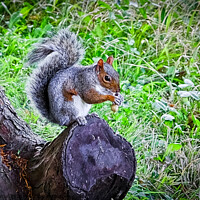Buy canvas prints of A Grey Squirrel (Sciurus carolinesis) standing on tree trunk with a nut in its paws. by Peter Bolton