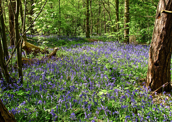 Bluebells at Norsey Woods, Billericay, Essex, UK.  Picture Board by Peter Bolton
