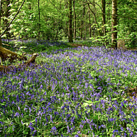 Buy canvas prints of Bluebells at Norsey Woods, Billericay, Essex, UK.  by Peter Bolton