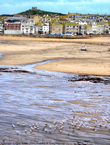 St. Ives Harbour at low tide viewed from the Harbour Beach. Cornwall, UK. Picture Board by Peter Bolton