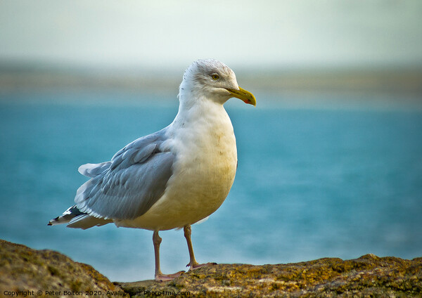 Herring Gull On a wall at St.Ives, Cornwall, UK. Picture Board by Peter Bolton