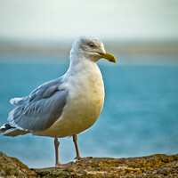Buy canvas prints of Herring Gull On a wall at St.Ives, Cornwall, UK. by Peter Bolton