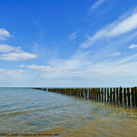 Buy canvas prints of Remains of an ancient fish trap on the River Blackwater at Bradwell, Essex, UK by Peter Bolton