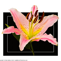 Buy canvas prints of Photo art close up of a lily (Amaryllis belladonna) in square format. by Peter Bolton