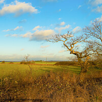 Buy canvas prints of Fields in autumn at Hullbridge, Essex, UK. by Peter Bolton