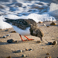 Buy canvas prints of A Turnstone on the beach at The Garrison, Shoeburyness, Essex, UK. by Peter Bolton