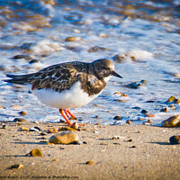 Buy canvas prints of A Turnstone on the beach at The Garrison, Shoeburyness, Essex, UK. by Peter Bolton