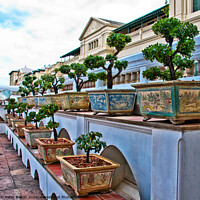 Buy canvas prints of Bonsai collection at the Grand Palace, Bangkok, Thailand.  by Peter Bolton