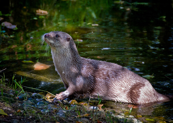 European Otter on a riverbank in South Devon, UK. Picture Board by Peter Bolton