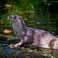 Buy canvas prints of European Otter on a riverbank in South Devon, UK. by Peter Bolton