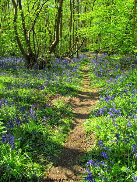 Bluebells at Norsey Woods, Billericay, Essex, UK. Picture Board by Peter Bolton