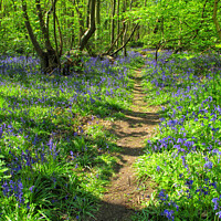 Buy canvas prints of Bluebells at Norsey Woods, Billericay, Essex, UK. by Peter Bolton