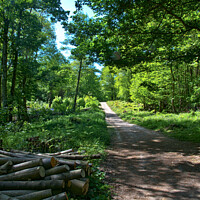 Buy canvas prints of Woodland path, Norsey Woods, Billericay, Essex, UK. by Peter Bolton