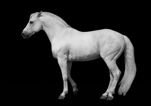 White horse against a black background. Picture Board by Peter Bolton