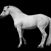 Buy canvas prints of White horse against a black background. by Peter Bolton