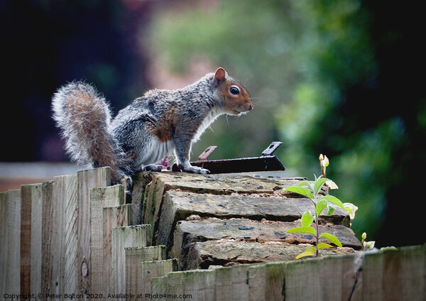 Grey Squirrel on a garden wall Picture Board by Peter Bolton