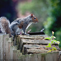 Buy canvas prints of Grey Squirrel on a garden wall by Peter Bolton