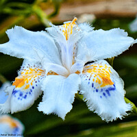 Buy canvas prints of Japanese Iris (Iris ensata) by Peter Bolton