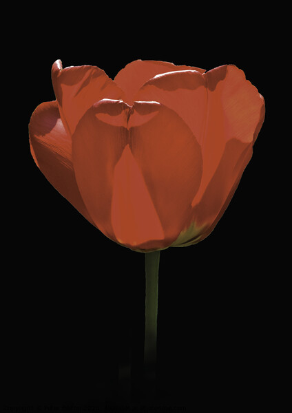 A single red tulip against a black background, Picture Board by Peter Bolton