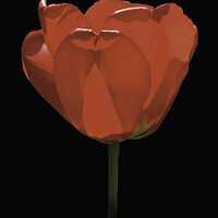 Buy canvas prints of A single red tulip against a black background, by Peter Bolton