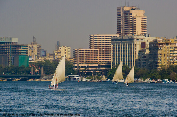 Arab Dhow sailing vessels on the River Nile, Cairo, Egypt. Picture Board by Peter Bolton