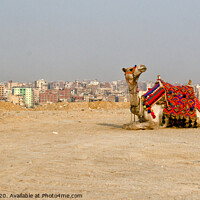 Buy canvas prints of A camel waits for tourists, Giza Plateau, Egypt. by Peter Bolton