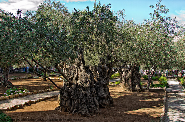 Ancient olive trees in the Garden Of Gethsemane in Jerusalem, Israel. Picture Board by Peter Bolton