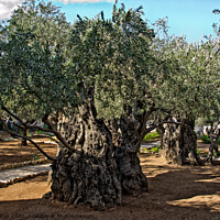 Buy canvas prints of Ancient olive trees in the Garden Of Gethsemane in Jerusalem, Israel. by Peter Bolton