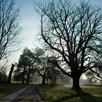 Buy canvas prints of Early morning at Hylands Country Park, Chelmsford, Essex, UK. by Peter Bolton