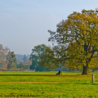Buy canvas prints of Morning at Hylands Country Park, Chelmsford, Essex, UK. by Peter Bolton
