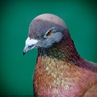 Buy canvas prints of Pigeon portrait by Peter Bolton