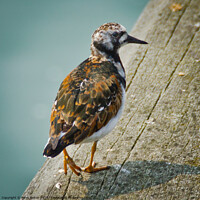 Buy canvas prints of A Turnstone at Southend on Sea pier, Essex, UK. by Peter Bolton