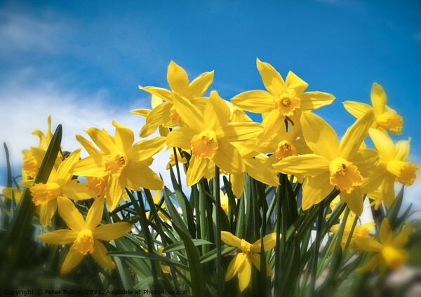 Radiant Daffodils Picture Board by Peter Bolton