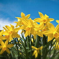 Buy canvas prints of Radiant Daffodils by Peter Bolton