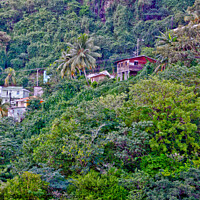 Buy canvas prints of Houses on the slopes of a heavily wooded hill, Barbados. by Peter Bolton