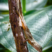 Buy canvas prints of A tree lizard, Cabrits National Park, Dominica, Caribbean. by Peter Bolton