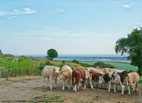 Looking towards the Thames Estuary from Hadleigh Castle, Essex, with a herd of cattle in the foreground Picture Board by Peter Bolton