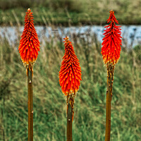 Buy canvas prints of Red Hot Poker plant (Kniphofia uvaria) growing in the wild  by Peter Bolton