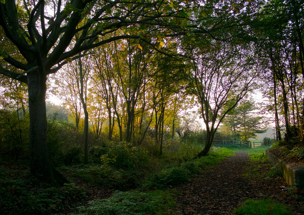 Evening sun behind an English copse at Shoeburyness, Essex, UK. Picture Board by Peter Bolton