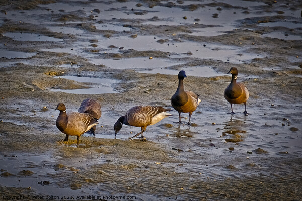 Dark Bellied Brent Geese on the foreshore at the Garrison, Shoeburyness, Essex, UK. Picture Board by Peter Bolton