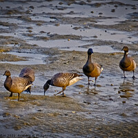 Buy canvas prints of Dark Bellied Brent Geese on the foreshore at the Garrison, Shoeburyness, Essex, UK. by Peter Bolton