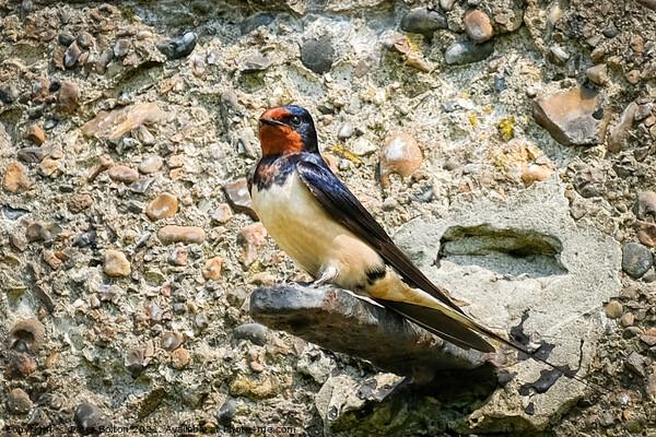 Swallow standing on a bracket on a wall at the Garrison, Shoeburyness, Essex. Picture Board by Peter Bolton