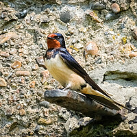 Buy canvas prints of Swallow standing on a bracket on a wall at the Garrison, Shoeburyness, Essex. by Peter Bolton